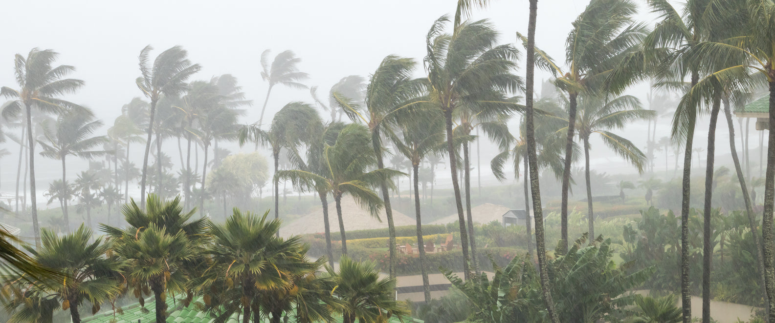 A hurricane battering palm trees